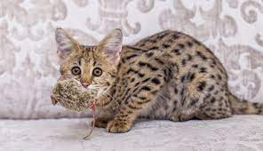 The savannah was named after the habitat of the serval and its subsequent generations are bred with a savannah cat father (f6 or more generations removed). Savannah Cat F1 F2 F3 F4 F5 Serval And Domestic Cat Mix