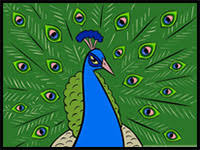 Extend one long and one short curved line from the head, outlining the gracefully curving neck. How To Draw Peacocks Drawing Tutorials Drawing How To Draw Peacock Drawing Lessons Step By Step Techniques For Cartoons Illustrations