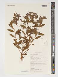 Image result for Euphorbia schimperiana