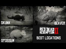 It was pretty odd how long i looked and found 4000 of everything else before i found one skunk. Red Dead Redemption 2 Best Place To Find Opossum Skunks And Beavers Youtube