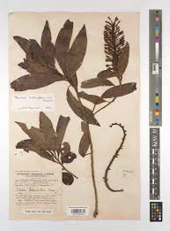 Image result for Faurea racemosa