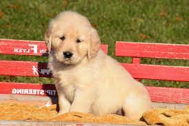 Learn about labrador retriever puppies, including temperament, necessary supplies, and how to adopt or purchase a lab puppy. Golden Retriever Puppies For Sale Cincinnati Petsidi