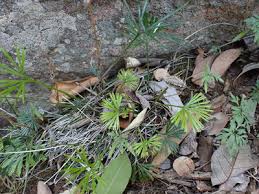 Image result for Actiniopteris pauciloba