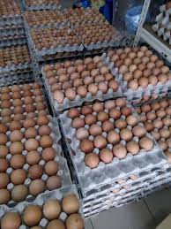 Pertanyaan yg sering diajukan khususnya peternak pemula perihal telur ayam produksi perdana atau telur ayam tembean apakah layak jika ditetaskan ? Fakta Khasiat Dan Kebaikan Telur Ayam Eratuku