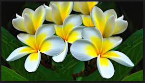 White Plumeria Flower Wallpaper Flower Wallpaper Plumeria Flower Close Up