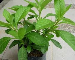 Daun sambung nyawa dipercaya sebagai salah satu obat herbal yang dapat mengatasi berbagai penyakit. Khasiat Daun Sambung Nyawa Alshalihi