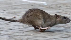 Ratten können sich nicht nur in keller, wohnung oder haus, sondern auch im garten verbreiten. Hochstadt Gefrassige Ratten Tafeln Gerne Im Garten Hochstadt Nordbayern