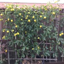 Is this your first time pruning? Espaliered Meyer Lemon Tree Meyer Lemon Tree Citrus Tree Garden Citrus Trees