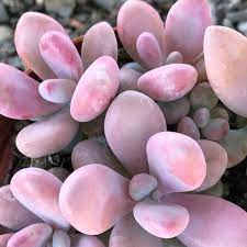 New In The Shop Pink Moonstones Pachyveria Oviferum Roseum Succulents Succulent Seeds Planting Succulents