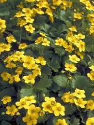 Maybe you would like to learn more about one of these? Waldsteinia Fragarioides Bluestone Perennials Shade Garden Plants Plants Perennial Plants