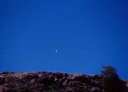 Image result for Sclerodactylon macrostachyum