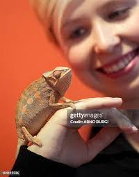 13 Maria Pardalis Stock Photos, High-Res Pictures, and Images