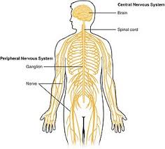 Central Nervous System Wikipedia