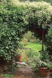 Schnellwachsende Kletterpflanze Fur Einen Beeindruckenden Garten Kletterpflanzenwinterhart Ga Climbing Plants Fast Growing Fast Growing Vines Climbing Plants