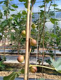 Inilah penyokong kuat projek kami. Anim Agro Technology Biak Pokok Tin Teknologi Keratan Benih