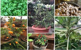 kitchen garden started by archana's kitchen
