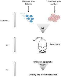 Reproductive Consequences Of Obesity Intechopen