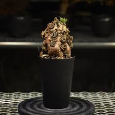 Image result for Euphorbia mlanjeana