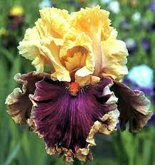 Tall Bearded Iris Decadence Two Toned Ruffled And Lacy Excellent Iris Flowers Bearded Iris Iris Garden
