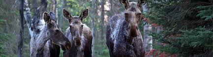 Camping reservation virtual tour weather. Moose Lake Moose Lake Provincial Park Alberta Parks