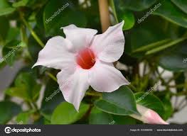 Image result for mandevilla obrázek