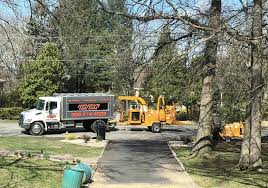 Read through customer reviews, check out their past projects and then request a quote from the best tree services near you. Anthony S Affordable Tree Care Bernardsville Tree Service Millington Tree Service Tree Removal Tree Company Tree Care Scotch Plains Tree Service Tree Trimming Tree Removal Tree Care Tree Company Stump Removal Stump