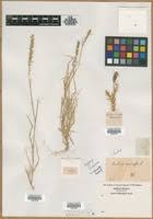 Image result for Tragus koelerioides