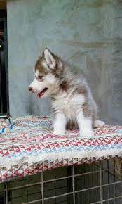 How To Train And Care For Your New Siberian Husky Puppy Husky Puppy Siberian Husky Puppy Husky