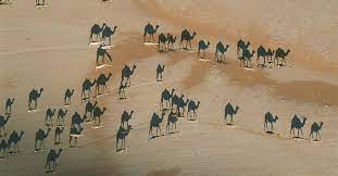 Please be respectful of copyright. Camel Shadows In The Desert Snopes Com