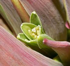 Image result for Beschorneria sp. (Biegel 5357)