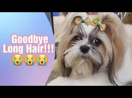 Some shih tzu owners have the coat clipped, but if you want to keep his hair long, you'll need to put aside time to keep it slick. Shih Tzu Grooming Day Goodbye Long Hair Youtube