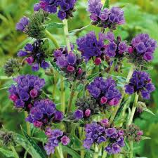 We carry an extensive selection of annual flower seeds and plants, perennial flower seeds, bedding plants and cut flower seed varieties. Pulmonaria Mixed J Parker Dutch Bulbs