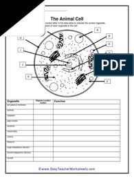 The animal cell easy teacher worksheets. 12 Pdf Pdf