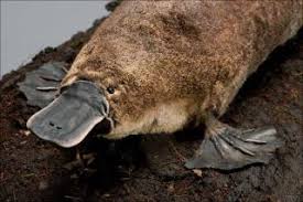 platypus facts live science