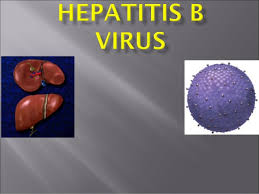For some people, hepatitis b infection becomes chronic, meaning it lasts more than six months. Hepatitis B Virus Hbv