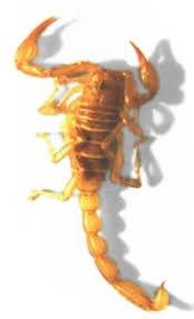 Image result for Scorpion