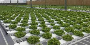 The nutrient film technique is an active (meaning has moving parts) hydroponics system in which like all hydroponics systems, the nutrient film technique has some pros and cons that you should. What Is The Nutrient Film Technique Nft In Aquaponics Go Green Aquaponics