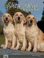 Golden retriever puppies for sale and dogs for adoption in colorado, co. Golden Retriever Breeders Near Ballymena County Antrim Champdogs