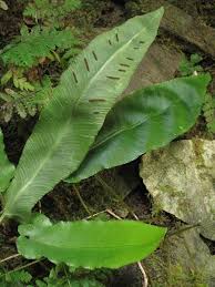 Image result for Asplenium variabile