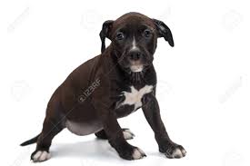 It could also be a mixture of those colors with white or brindle. Small Black Staffordshire Terrier Puppy Isolated On White Stock Photo Picture And Royalty Free Image Image 95994285