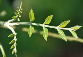 Image result for Ptaeroxylon obliquum