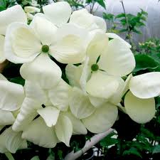 Image result for Cornus volkensii