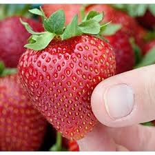 Gurney S Seascape Strawberry Bareroot Plant 10 Pack 69474 The Home Depot Strawberry Strawberry Plants Growing Strawberries