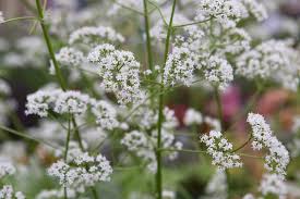 Image result for Valeriana