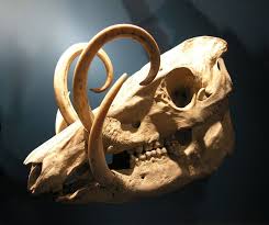 Babirusa Tusker By Artofthemystic On Deviantart Skull Animal Skulls Animal Bones