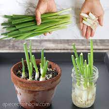 Set on a windowsill and keep the roots moist. Regrow Green Onions Scallions From Kitchen Scraps 2 Ways A Piece Of Rainbow