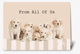 It is simply a golden with a. Labrador Retriever Png Free Download Golden Retriever Puppy White Background Transparent Png Kindpng