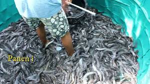 Panen Lele Skala Rumah Tangga Sangat Memuaskan Youtube