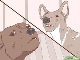 At this stage, you will push the button every time you and. How To Communicate With Your Dog With Pictures Wikihow