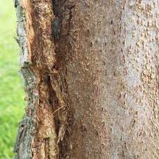 Warton's bill blackledge is one of the county's most popular and sought after gardeners. Why Is The Bark Falling Off The Base Of My Corkscrew Willow S Trunk Gardening Landscaping Stack Exchange
